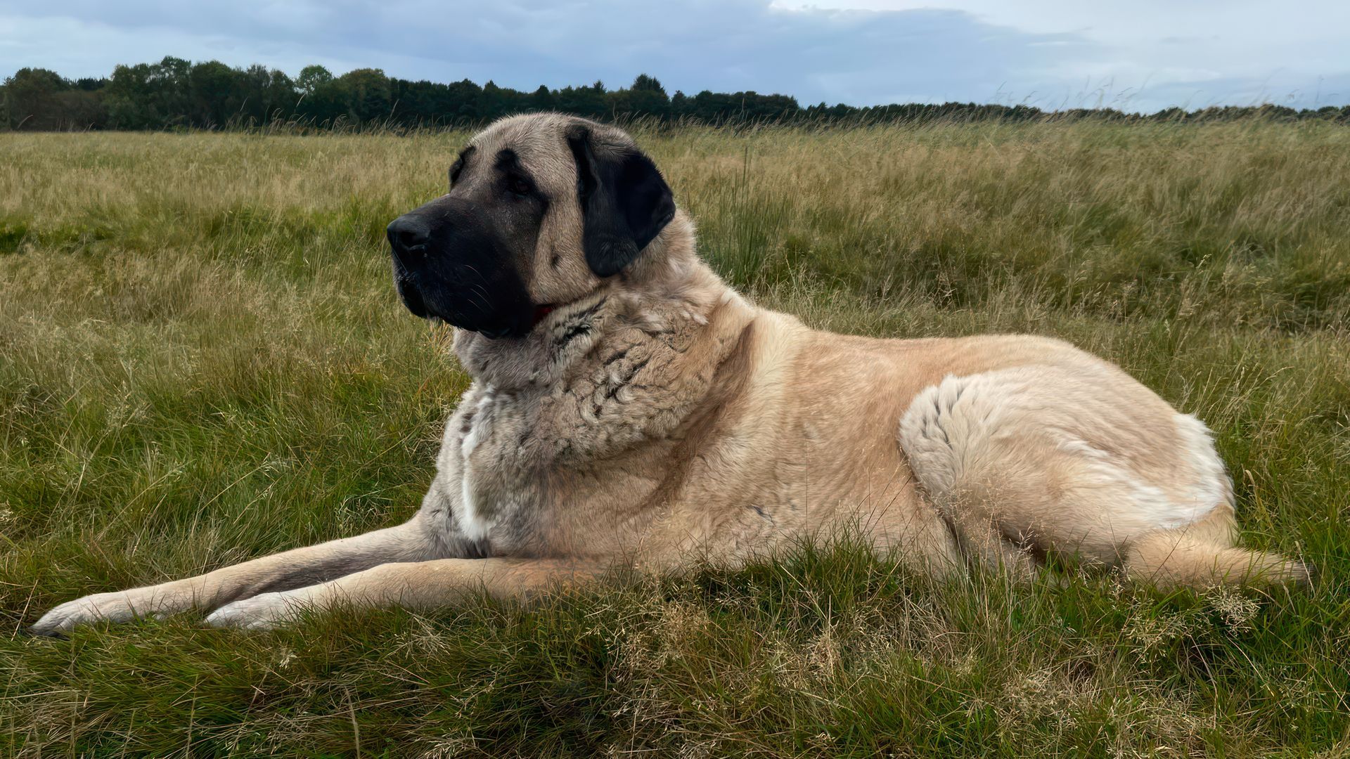 Turkish Kangal Dog